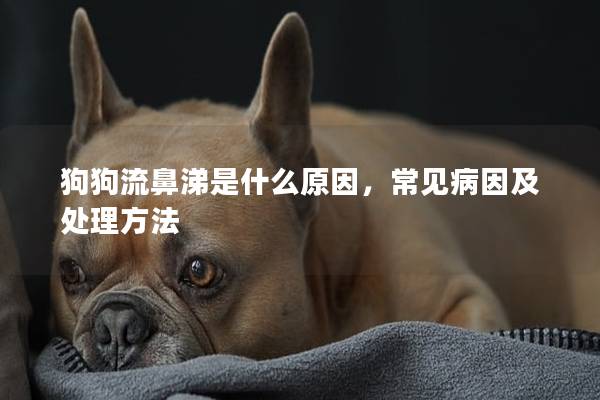 狗狗流鼻涕是什么原因，常见病因及处理方法