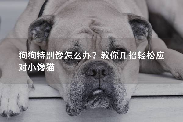 狗狗特别馋怎么办？教你几招轻松应对小馋猫