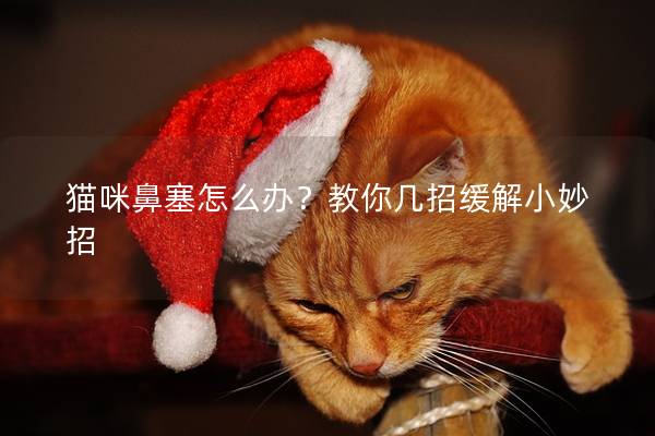 猫咪鼻塞怎么办？教你几招缓解小妙招