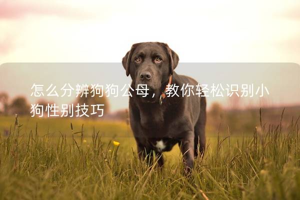 怎么分辨狗狗公母，教你轻松识别小狗性别技巧