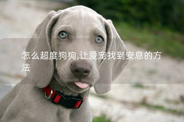 怎么超度狗狗,让爱宠找到安息的方法