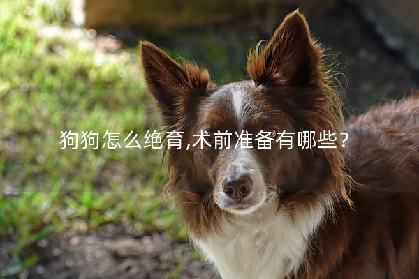 狗狗怎么绝育,术前准备有哪些？