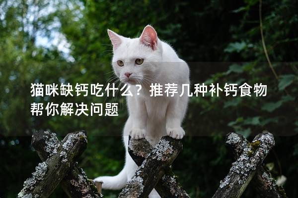 猫咪缺钙吃什么？推荐几种补钙食物帮你解决问题