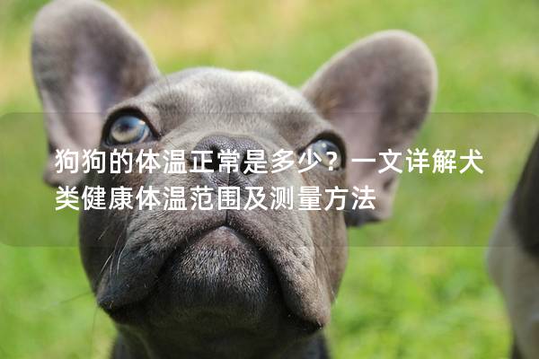 狗狗的体温正常是多少？一文详解犬类健康体温范围及测量方法