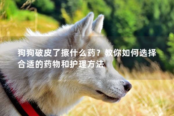 狗狗破皮了擦什么药？教你如何选择合适的药物和护理方法