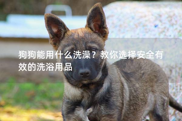 狗狗能用什么洗澡？教你选择安全有效的洗浴用品