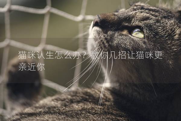 猫咪认生怎么办？教你几招让猫咪更亲近你