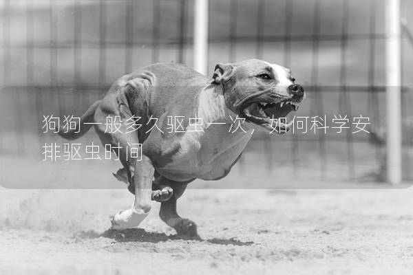 狗狗一般多久驱虫一次，如何科学安排驱虫时间