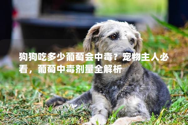 狗狗吃多少葡萄会中毒？宠物主人必看，葡萄中毒剂量全解析
