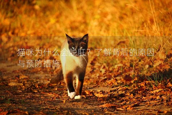 猫咪为什么会脱肛？了解背后的原因与预防措施