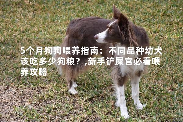 5个月狗狗喂养指南：不同品种幼犬该吃多少狗粮？,新手铲屎官必看喂养攻略