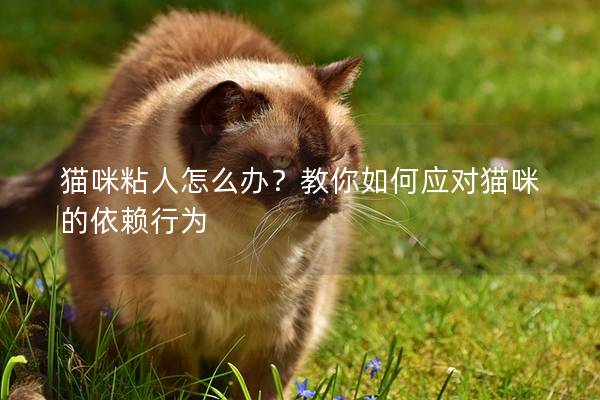 猫咪粘人怎么办？教你如何应对猫咪的依赖行为
