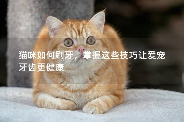 猫咪如何刷牙，掌握这些技巧让爱宠牙齿更健康