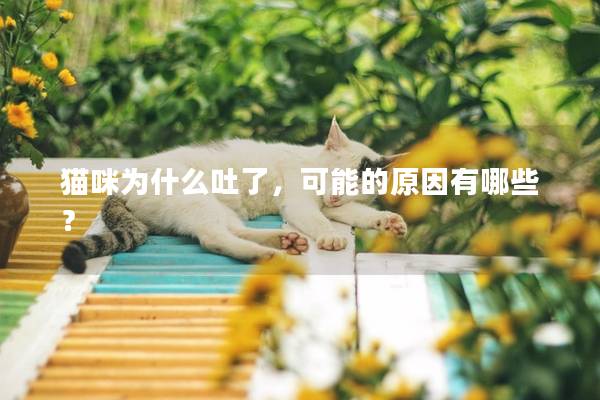 猫咪为什么吐了，可能的原因有哪些？