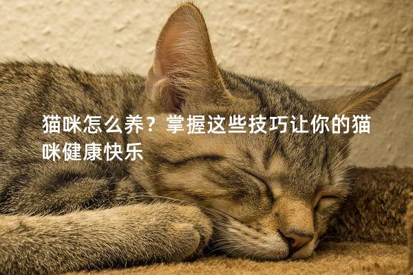 猫咪怎么养？掌握这些技巧让你的猫咪健康快乐