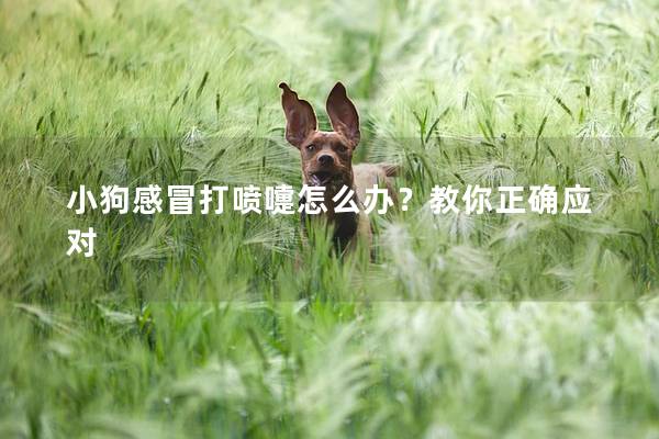 小狗感冒打喷嚏怎么办？教你正确应对