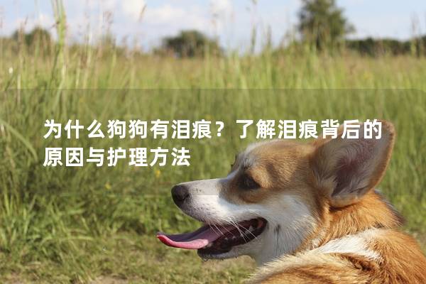 为什么狗狗有泪痕？了解泪痕背后的原因与护理方法