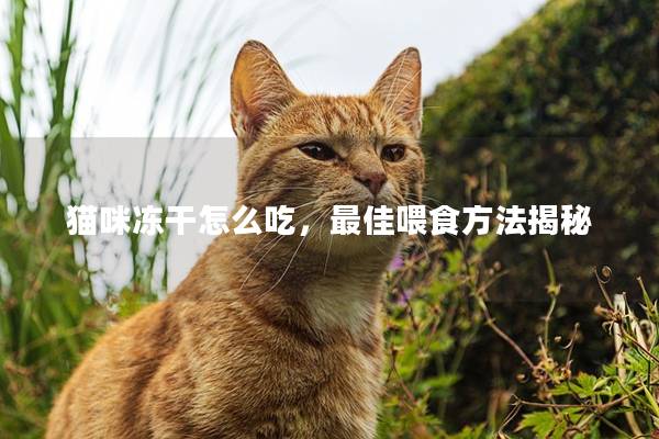 猫咪冻干怎么吃，最佳喂食方法揭秘