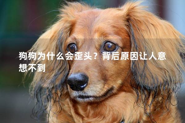 狗狗为什么会歪头？背后原因让人意想不到