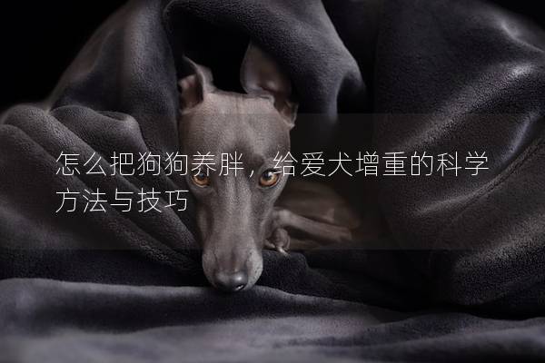 怎么把狗狗养胖，给爱犬增重的科学方法与技巧