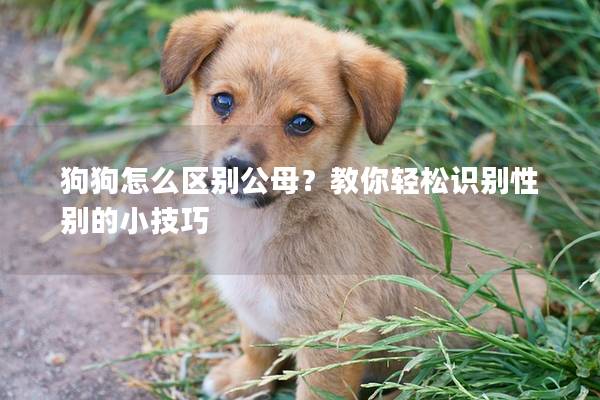 狗狗怎么区别公母？教你轻松识别性别的小技巧