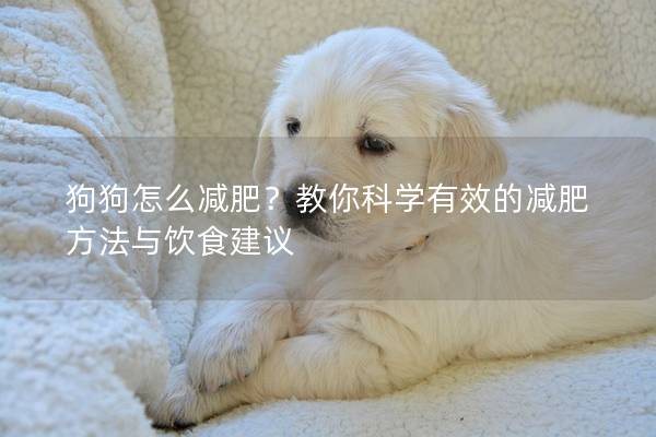 狗狗怎么减肥？教你科学有效的减肥方法与饮食建议