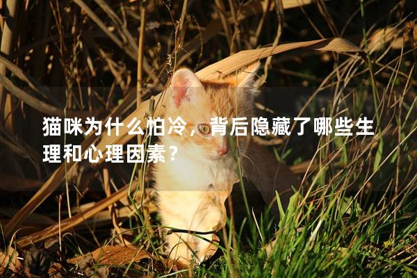 猫咪为什么怕冷，背后隐藏了哪些生理和心理因素？