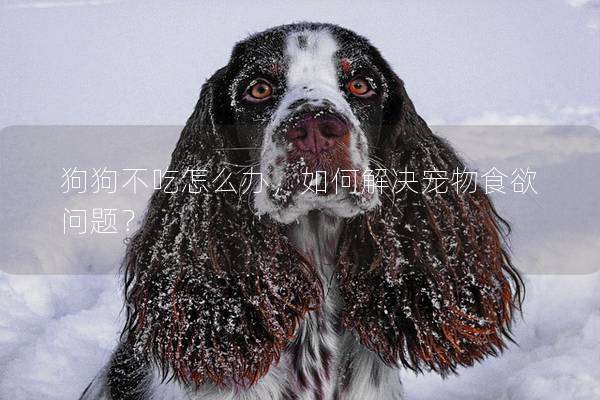 狗狗不吃怎么办，如何解决宠物食欲问题？