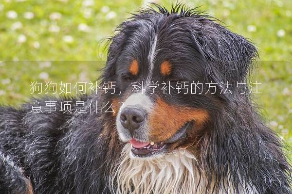 狗狗如何补钙，科学补钙的方法与注意事项是什么？