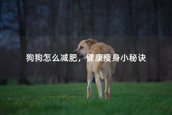 狗狗怎么减肥，健康瘦身小秘诀