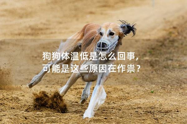 狗狗体温低是怎么回事, 可能是这些原因在作祟？