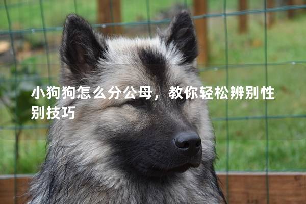 小狗狗怎么分公母，教你轻松辨别性别技巧
