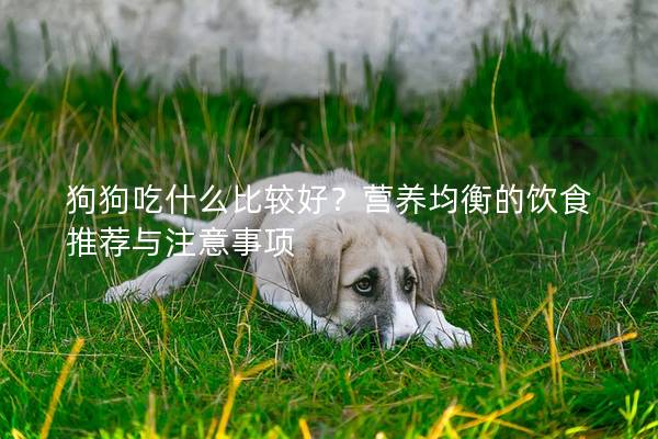 狗狗吃什么比较好？营养均衡的饮食推荐与注意事项