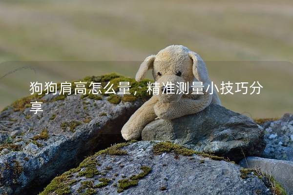 狗狗肩高怎么量，精准测量小技巧分享