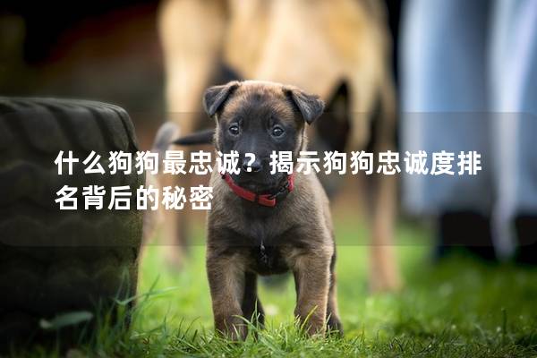 什么狗狗最忠诚？揭示狗狗忠诚度排名背后的秘密