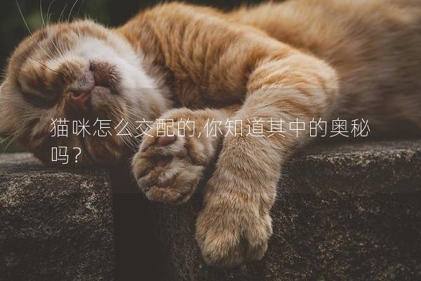 猫咪怎么交配的,你知道其中的奥秘吗？