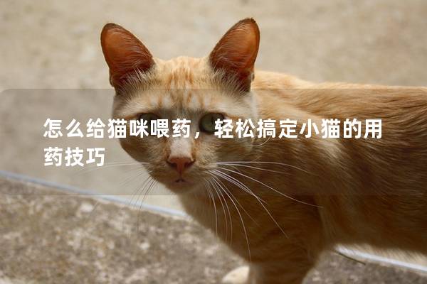 怎么给猫咪喂药，轻松搞定小猫的用药技巧