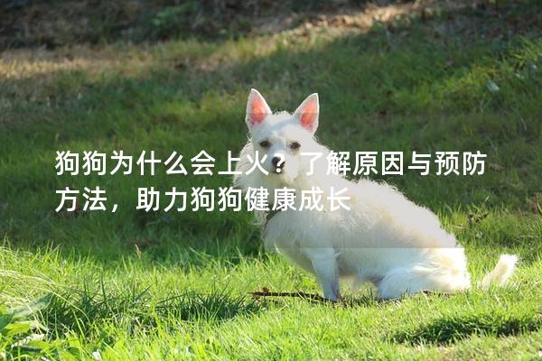 狗狗为什么会上火？了解原因与预防方法，助力狗狗健康成长