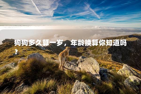狗狗多久算一岁，年龄换算你知道吗？