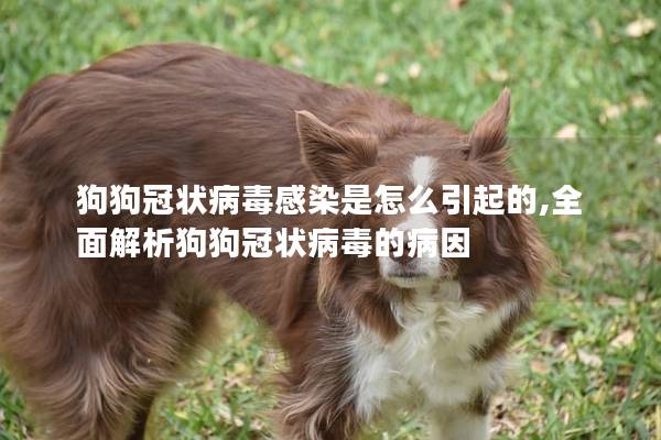 狗狗冠状病毒感染是怎么引起的,全面解析狗狗冠状病毒的病因