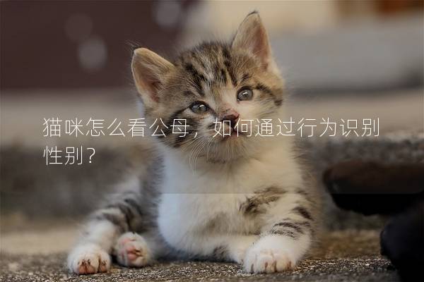 猫咪怎么看公母，如何通过行为识别性别？