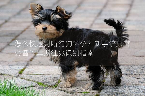 怎么快速判断狗狗怀孕？新手铲屎官必备的早期征兆识别指南