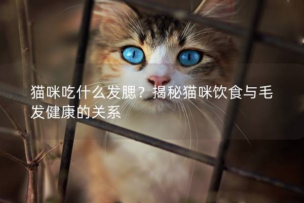 猫咪吃什么发腮？揭秘猫咪饮食与毛发健康的关系
