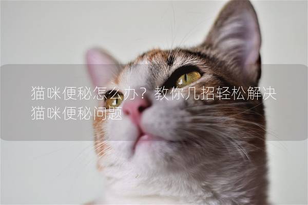 猫咪便秘怎么办？教你几招轻松解决猫咪便秘问题