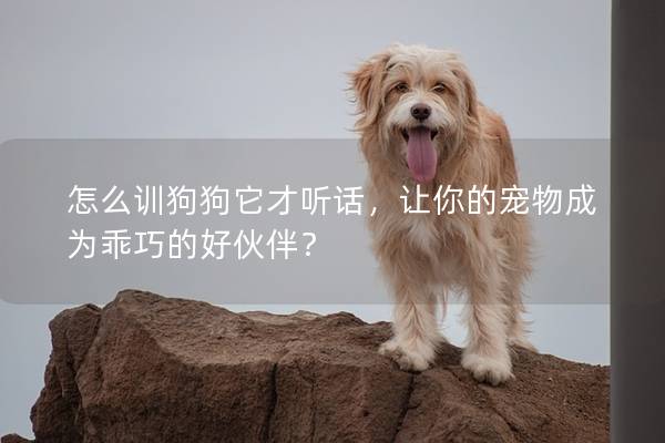 怎么训狗狗它才听话，让你的宠物成为乖巧的好伙伴？