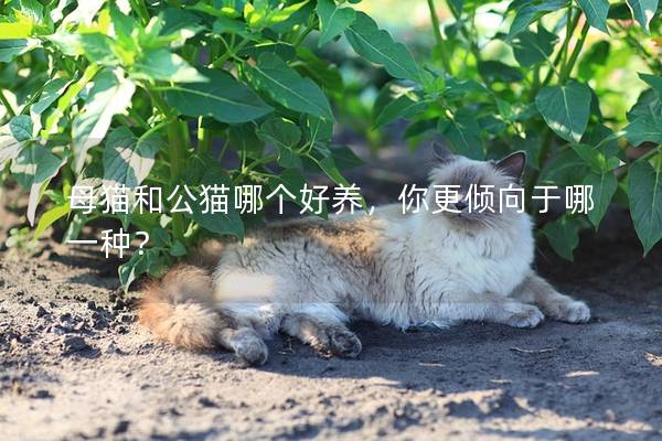母猫和公猫哪个好养，你更倾向于哪一种？