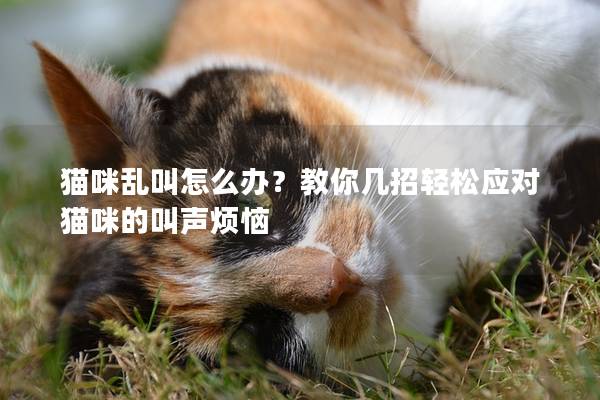猫咪乱叫怎么办？教你几招轻松应对猫咪的叫声烦恼