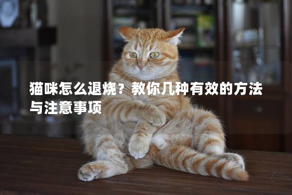 猫咪怎么退烧？教你几种有效的方法与注意事项