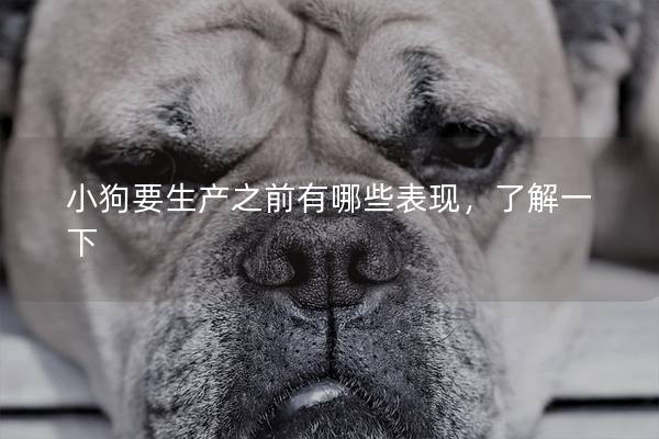 小狗要生产之前有哪些表现，了解一下