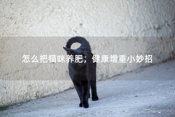 怎么把猫咪养肥，健康增重小妙招